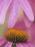 Purple Cone Flower, Rudbeckia Purpurea Photographie par Adam Jones
