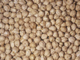 Garbanzo Beans or Chick Peas (Cicer Arietinum). Native to the Middle East Photographic Print by Ken Lucas