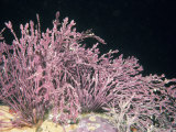 Articulated Coralline Red Algae, California, Usa, Pacific Ocean Photographic Print by David Wrobel