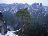Scotch Pine, Pinus Sylvestris, Illustrating Geotropism, Europe Photographic Print by Fritz Polking