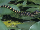 Young American Alligator, Alligator Mississippiensis, on a Spadderdock Leaf, Southeastern USA Lámina fotográfica por Beth Davidow Young American Alligator, Alligator Mississippiensis, on a Spadderdock Leaf, Southeastern USA Lámina fotográfica por Beth Davidow