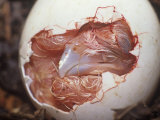 Eastern Screech Owl Egg Hatching in its Nest in a Tree Hollow, Otus Asio, Eastern North America Fotografisk trykk av Bill Beatty
