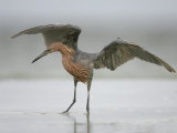Reddish Egret Dancing Behavior, Egretta Rufescens, Southern USA Photographic Print by Arthur Morris