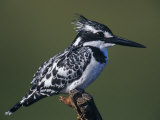 Pied Kingfisher, Ceryle Rudis, Lake Navasha, Kenya Photographie par Joe McDonald