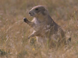 Black-Tailed Prairie Dog, Cynomys Ludovicianus, Wyoming, USA Photographic Print by John & Barbara Gerlach