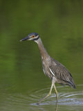 Young Yellow-Crowned Night Heron, Nyctanassa Violacea, Southern USA Photographic Print by Arthur Morris