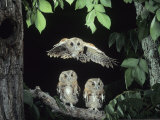A Screech Owl in Flight, Otus Asio Photographie par Joe McDonald