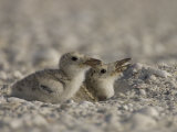 Black Skimmer, Rynchops Niger, Chicks on the Beach, Southern USA Photographie par John Cornell