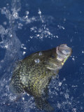 Black Crappie Photographic Print by Wally Eberhart
