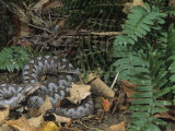 Long-Nosed or Sand Viper, Vipera Ammodytes, Eurasia Photographic Print by Joe McDonald
