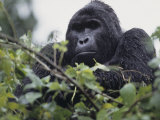 Male Mountain Gorilla, Gorilla Gorilla, an Endangered Species, Bwindi Forest, Uganda, Africa Photographic Print by Joe McDonald