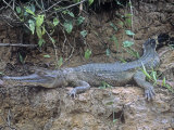 Slender-Snouted Crocodile, Crocodylus Cataphractus, Odzala National Park, Congo Lámina fotográfica por Christopher Crowley Slender-Snouted Crocodile, Crocodylus Cataphractus, Odzala National Park, Congo Lámina fotográfica por Christopher Crowley