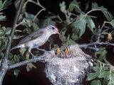 Warbling Vireo at its Nest with Young, Vireo Gilvus, North America Photographic Print by Charles Melton