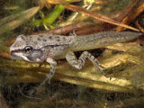 Wood Frog Metamorphosing Tadpole with Four Legs (Rana Sylvatica). Eastern Usa. (Rana Sylvatica Photographie par Michael Redmer
