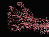 Resin Cast of Hand from Full Term Fetus, Showing Arterial Blood Supply Photographic Print by Ralph Hutchings
