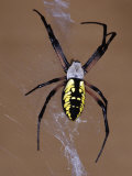 Black and Yellow Orb-Web Spider, Argiope Aurantia, on its Web Photographic Print by Joe McDonald
