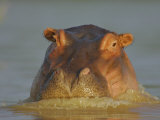 Hippopatamus, Hippopotamus Amphibius, on the Surface of Lake Baringo, Kenya, Africa Photographic Print by Arthur Morris