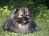 Keeshond Variety of Domestic Dog Photographic Print by Cheryl Ertelt