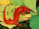 Mud Salamander (Pseudotriton Montanus). Eastern USA Photographic Print by Michael Redmer