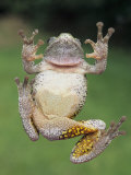 A Gray Tree Frog, Pads Visible Lámina fotográfica por Gary Meszaros A Gray Tree Frog, Pads Visible Lámina fotográfica por Gary Meszaros