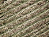 Epidermis from a Garter Snake, Thamnophis Photographie par Wolf Fahrenbach