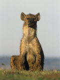 Spotted Hyena, Crocuta Crocuta, Masai Mara, Kenya Photographic Print by Joe McDonald
