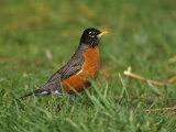 American Robin, Turdus Migratorius, North America Photographic Print by Arthur Morris