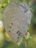 Bald-Faced Hornet Hive Fotografie-Druck von Gustav W. Verderber