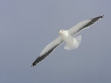 Glaucous-Winged Gull Flying, Larus Glaucescens, USA Photographic Print by John Cornell