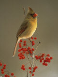 Female Northern Cardinal, Cardinalis Cardinalis, Among Hawthorne Berries Photographie par Adam Jones