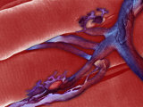 Motor Nerve and Two End Plates on Adjacent Muscle Fibers Photographie par Donald Fawcett