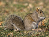 Eastern Gray Squirrel Eating a Seed (Sciurus Carolinensis), Eastern USA Photographic Print by Tom Ulrich