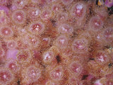 Strawberry or Club-Tipped Sea Anemones (Corynactis Californica), Central California, USA Fotografiskt tryck av Ken Lucas