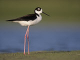 Black-Necked Stilt, Himantopus Mexicanus, Southwestern USA Photographie par Joe McDonald