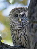 Barred Owl (Strix Varia), Colorado, USA Photographic Print by Tom Walker