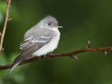 Eastern Wood-Peewee, Contopus Virens, . Eastern USA Photographie par John Cornell