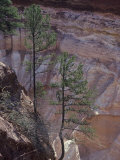 Tree Growth Illustrating Geotropism Resulting from Soil Creep, Providence Canyon, Georgia, USA Photographic Print by Joel Arrington