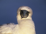 Masked Booby Photographic Print by Arthur Morris