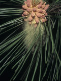 Pollen Release from Male Cones of Red Pine, Photographic Print