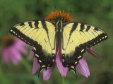 Tiger Swallowtail Butterfly (Papilio Glaucus) Eastern USA Photographie par Gary Meszaros