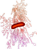 Bacterial Dna Spilling from E. Coli Photographie par Gopal Murti