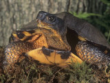Wood Turtle, Clemmys Insculpta, Emydidae, a Threatened Species, North America Fotografie-Druck von Gustav W. Verderber