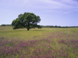 Single Tree in a Field of Wildflowers, Mariposa County, California, USA Photographic Print by Adam Jones