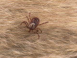 Adult Female Gulf Coast Tick, Amblyomma Maculatum Photographic Print by James L. Castner