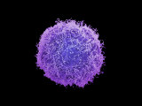 Human Skin Cancer Cell, Electron Microscopy Unit, Cancer Research, UK Photographic Print by Anne Weston