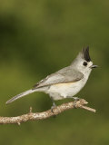 Black-Crested Titmouse, Baeolophus Atricristatus, Texas, USA Photographie par John Cornell