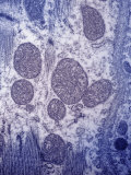 Mitochondria in a Section of Myocardium in the Human Atrium. Tem Photographic Print by Fred Hossler