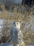 Snowy Owl Protectively Colored on Snowy Ground, Nyctea Scandiaca, North America Photographic Print by Bill Banaszewski