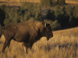 Bison (Bison Bison), Montana Photographic Print by Tom Walker