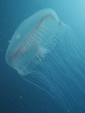 Sea Jelly or Jellyfish Hydromedusa, Aequorea Victoria Photographie par David Wrobel